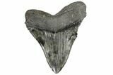 Fossil Megalodon Tooth - South Carolina #168875-2